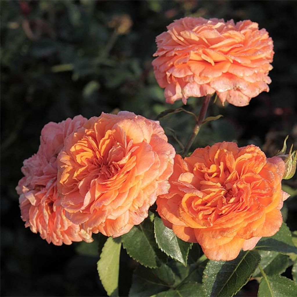 Rosa polyantha Orangerie