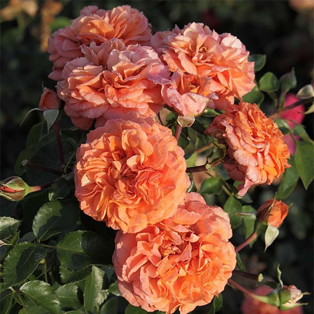 Rosa polyantha Orangerie