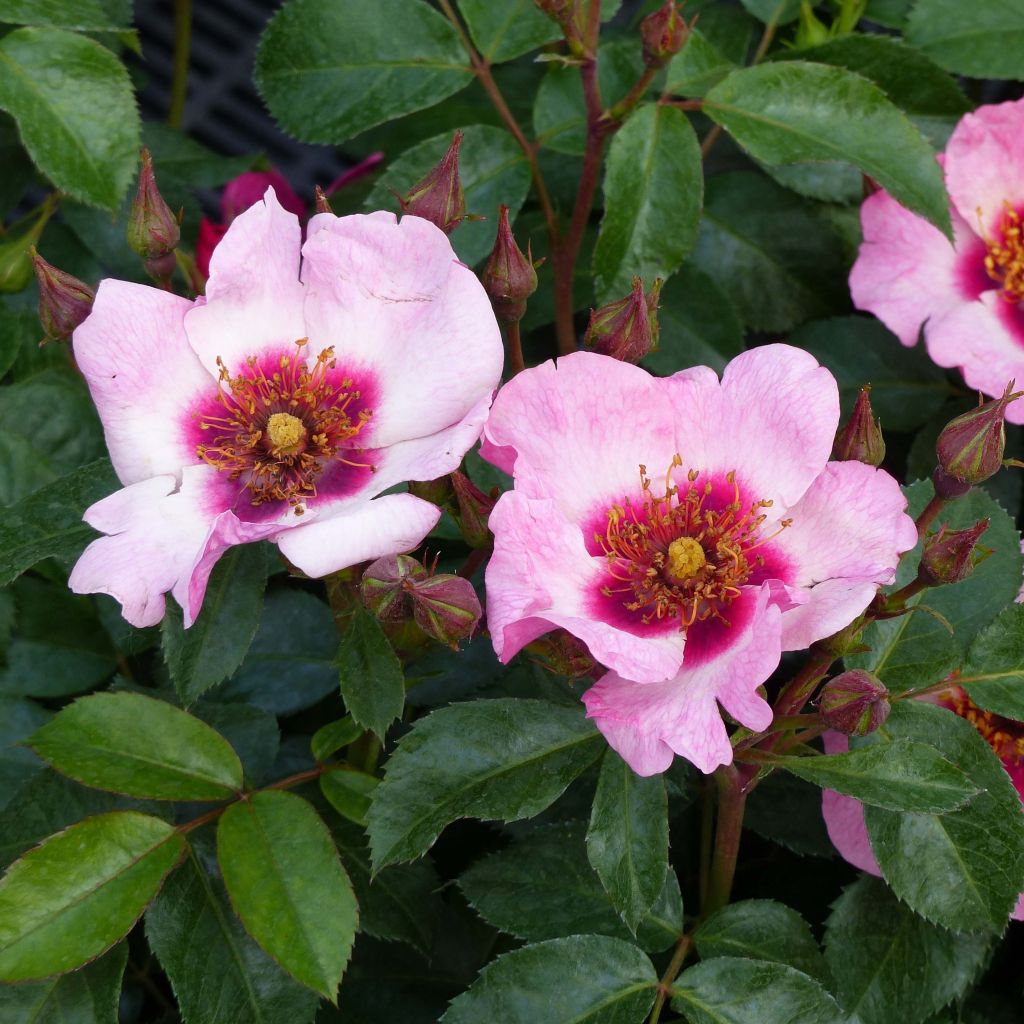 Rosa Floribunda Peace and Love