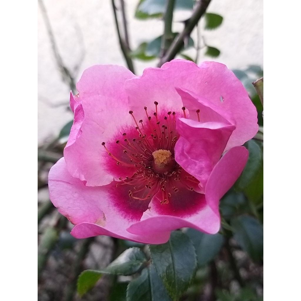 Rosa Floribunda Peace and Love