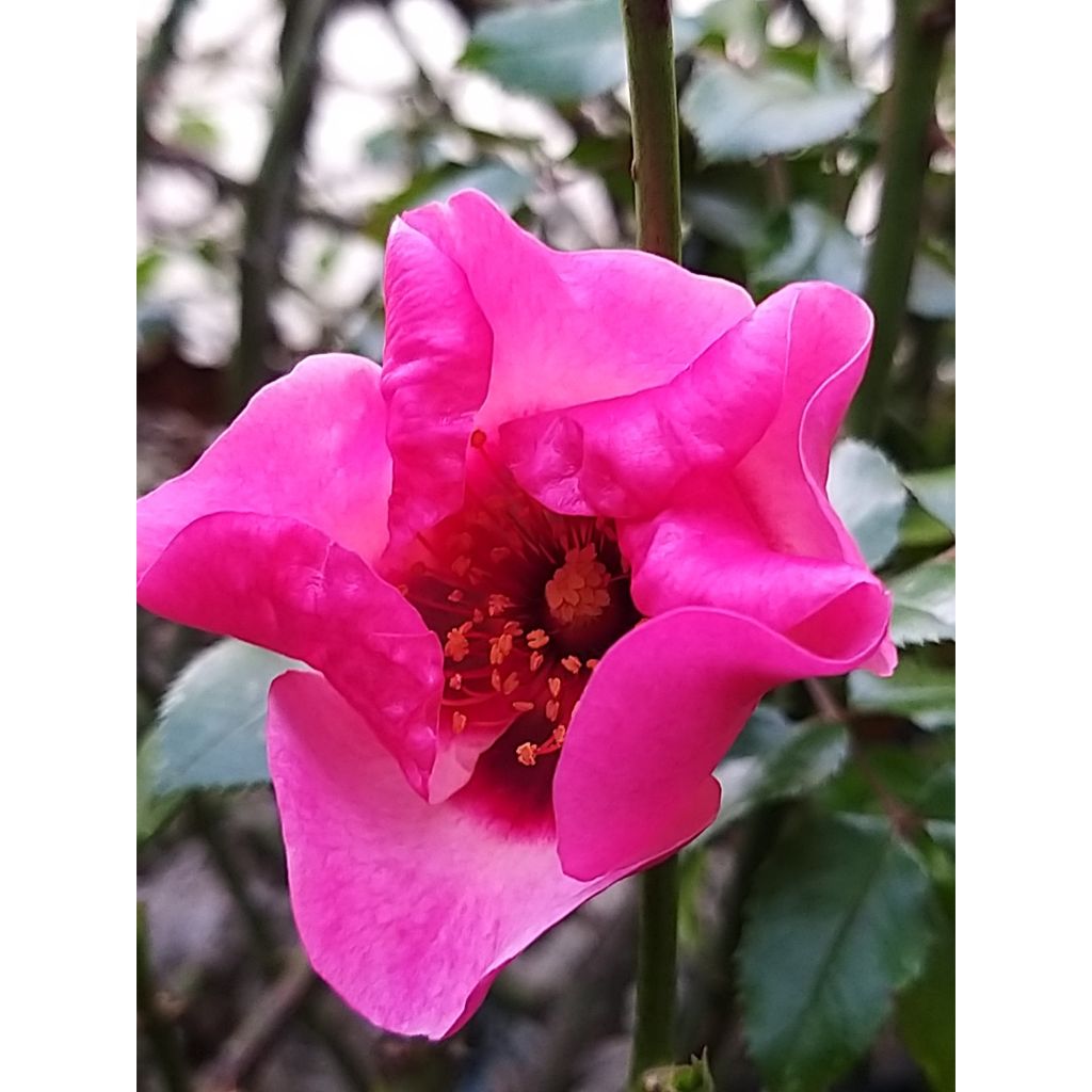 Rosa Floribunda Peace and Love