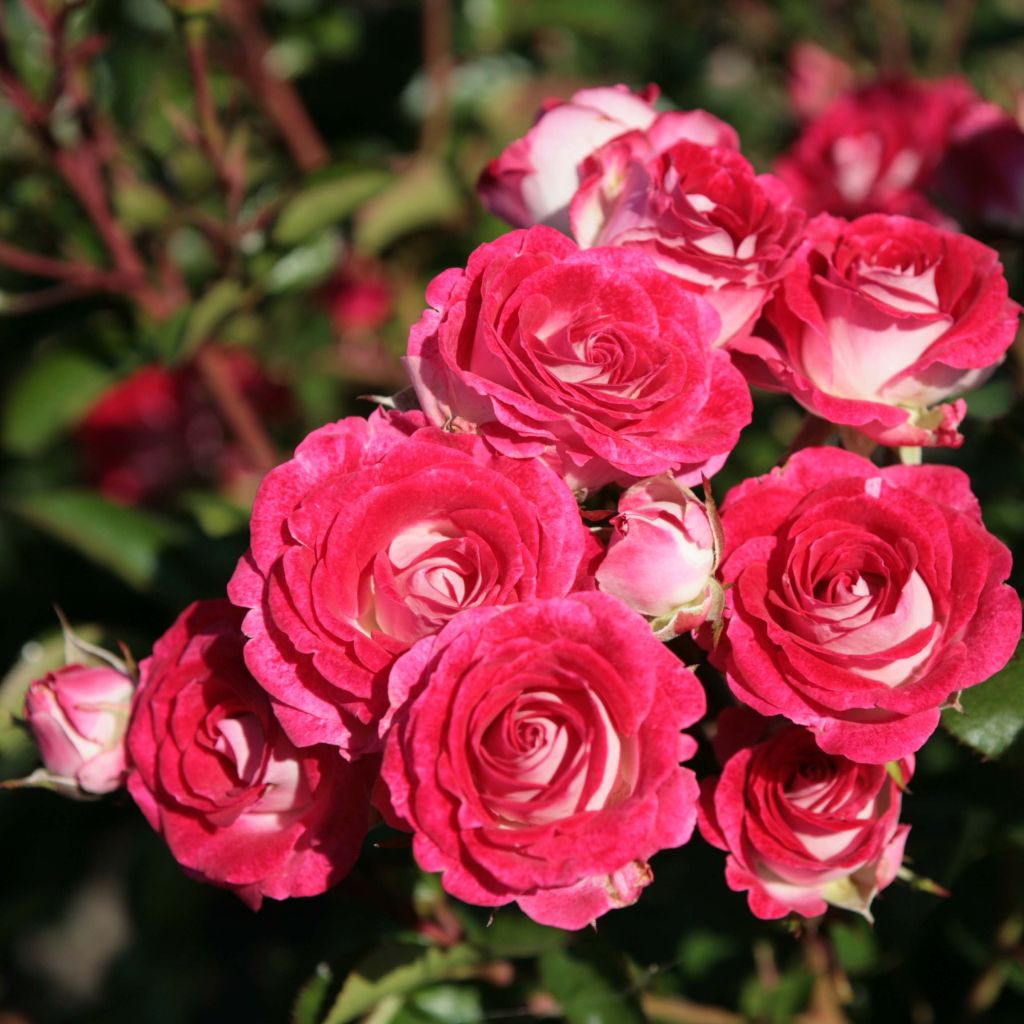 Rosa polyantha Schöne Koblenzerin