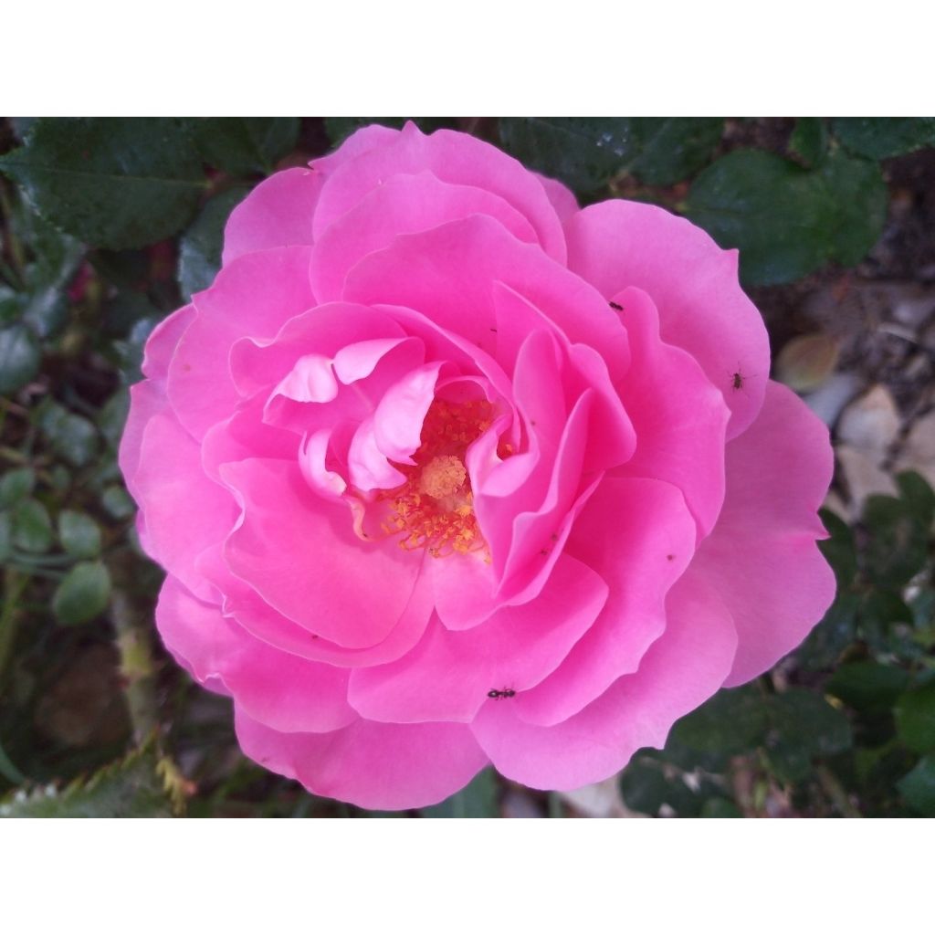 Rosa Floribunda Sylvie Vartan