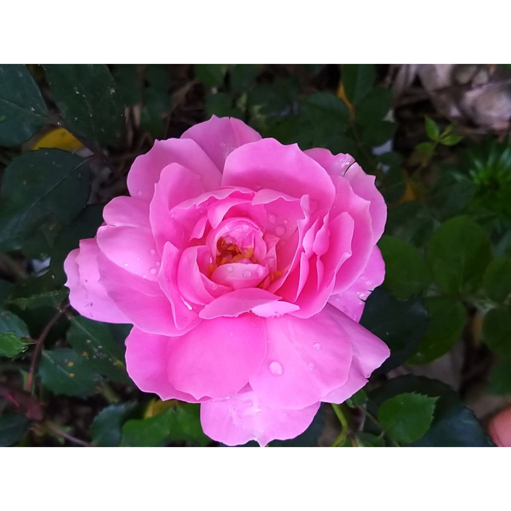 Rosa Floribunda Sylvie Vartan