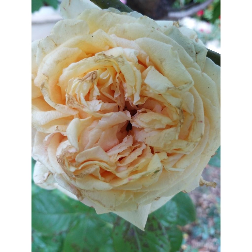 Rosa Anastasia - Rose ibrida di tea