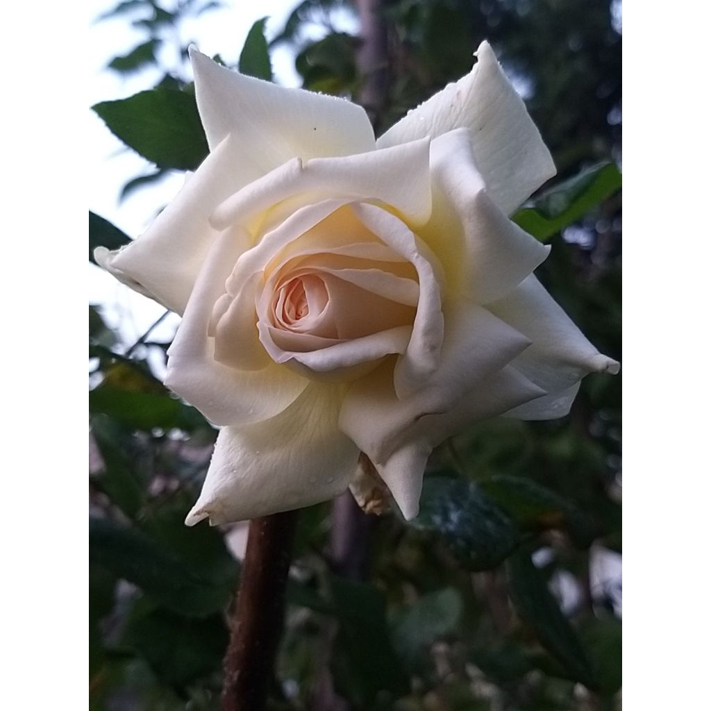 Rosa Anastasia - Rose ibrida di tea