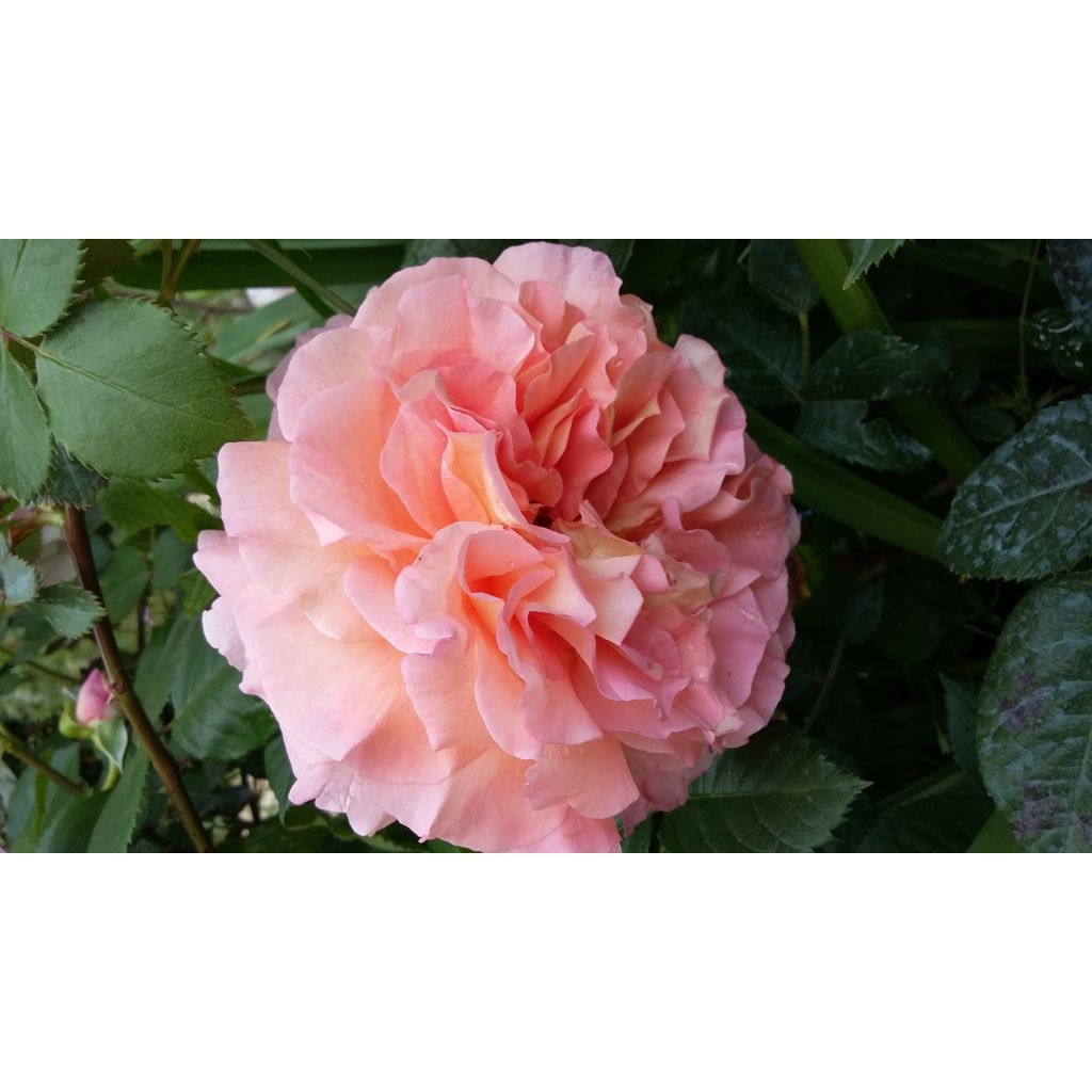 Rosa Augusta Luise - Rose ibrida di tea