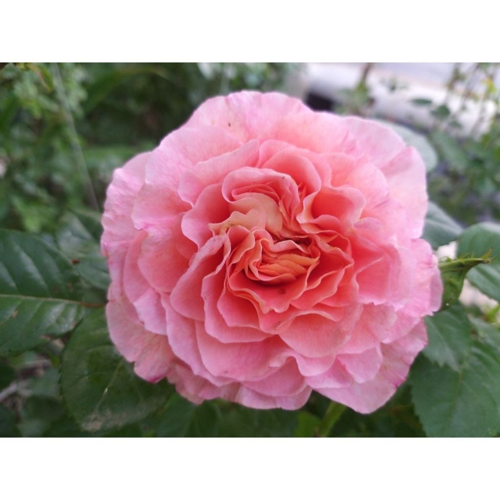 Rosa Augusta Luise - Rose ibrida di tea