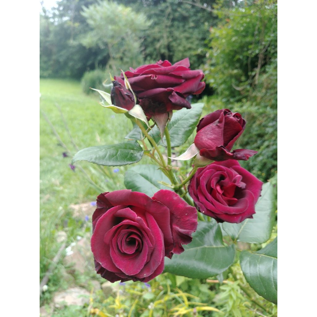 Rosa Black Baccara - Rose ibrida di tea