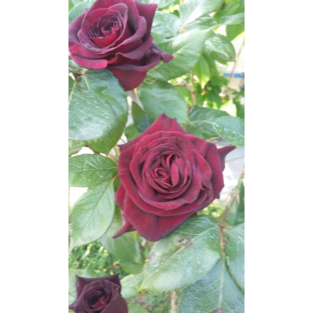 Rosa Black Baccara - Rose ibrida di tea