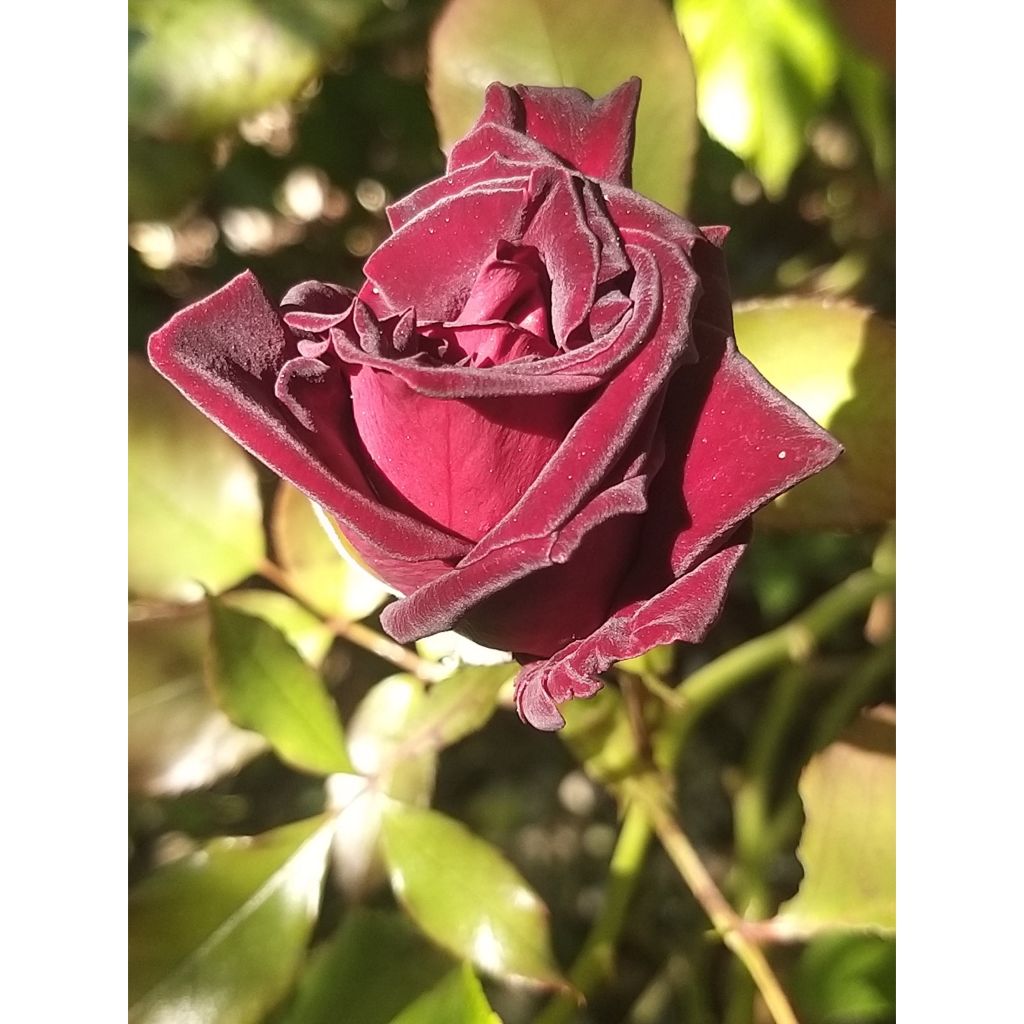 Rosa Black Baccara - Rose ibrida di tea