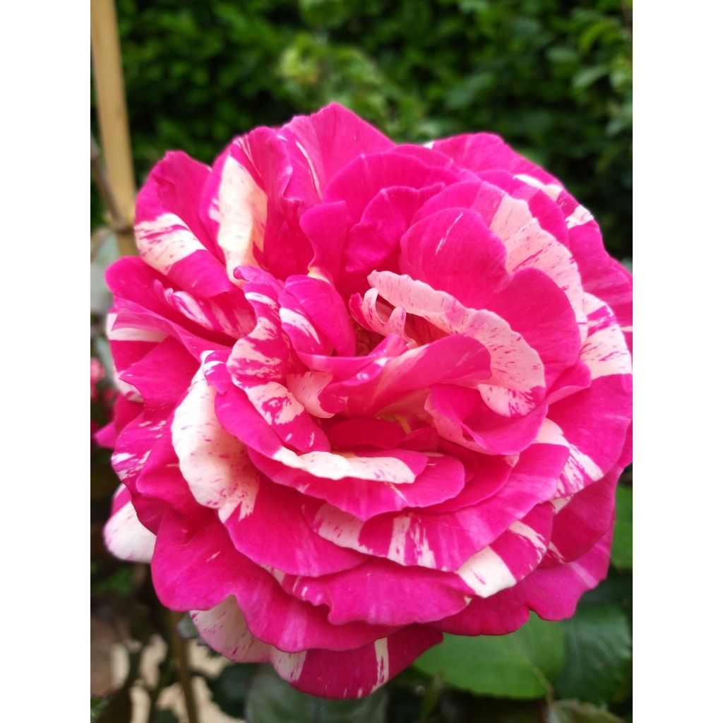 Rosa Broceliande - Rose ibrida di tea