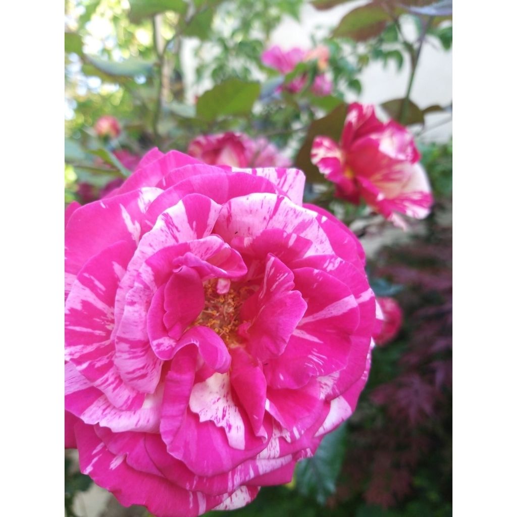 Rosa Broceliande - Rose ibrida di tea