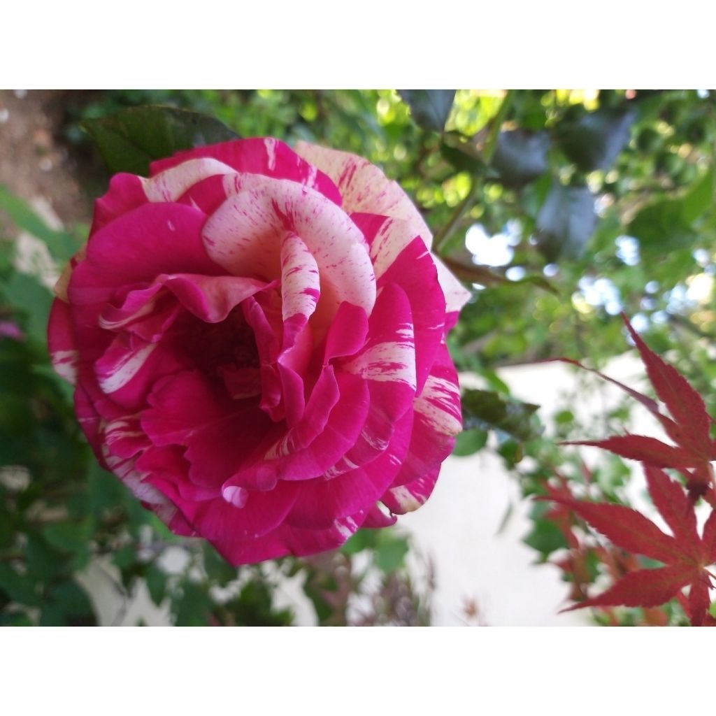 Rosa Broceliande - Rose ibrida di tea