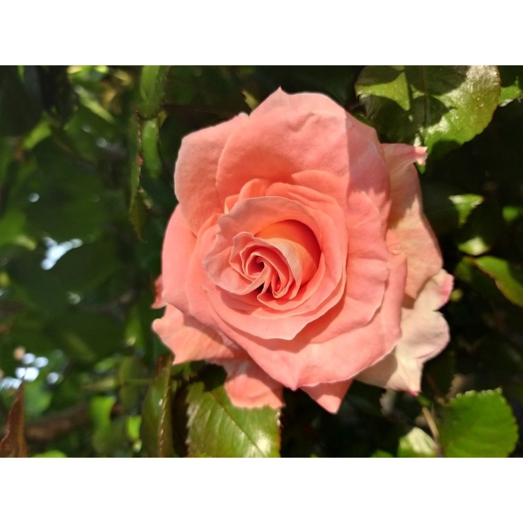 Rosa Eriko Takeda - Rose ibrida di tea