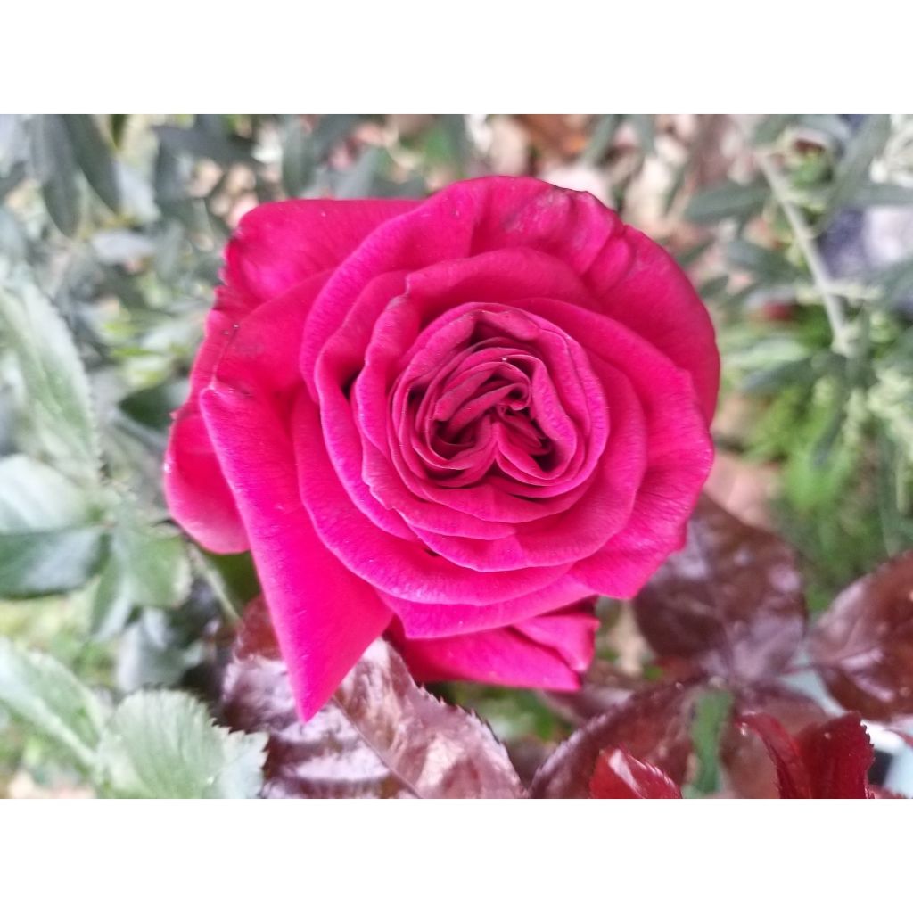 Rosa Grande Classe - Rosa ibrida di tea moderna