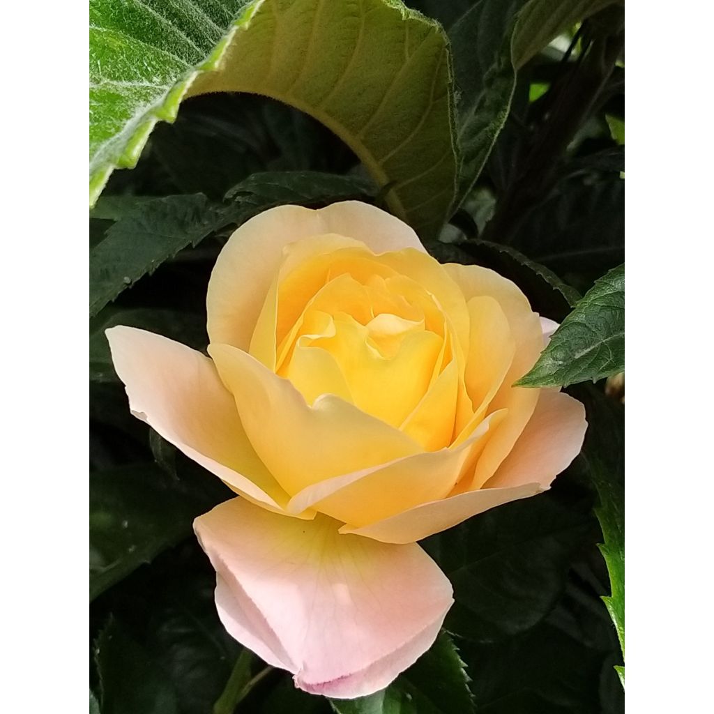 Rosa Isabelle Autissier - Rose ibrida di tea