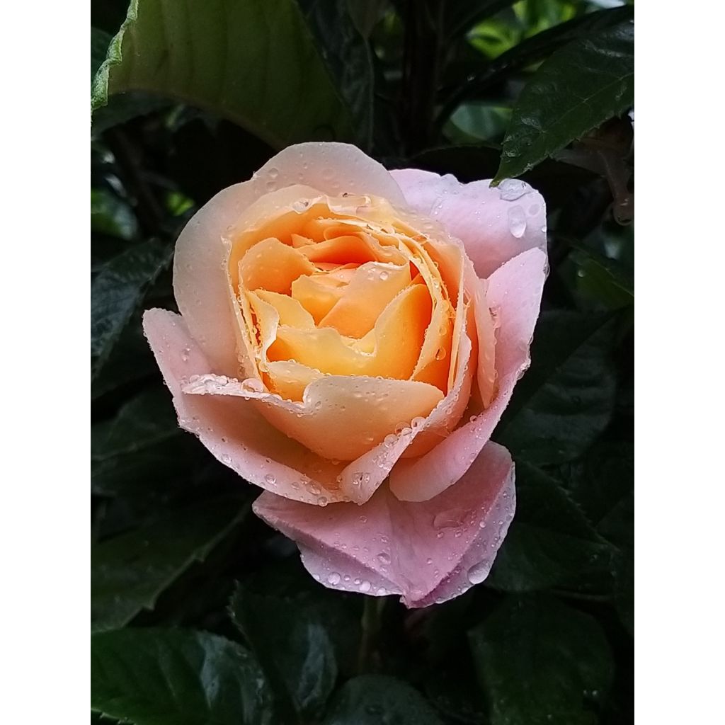 Rosa Isabelle Autissier - Rose ibrida di tea