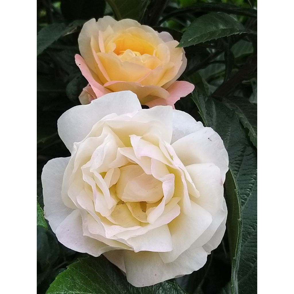 Rosa Isabelle Autissier - Rose ibrida di tea