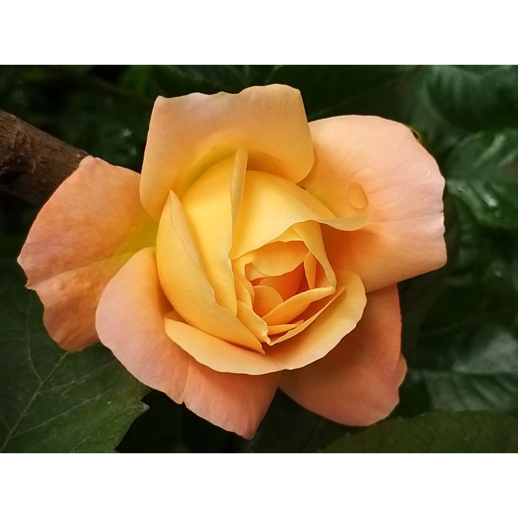 Rosa Isabelle Autissier - Rose ibrida di tea