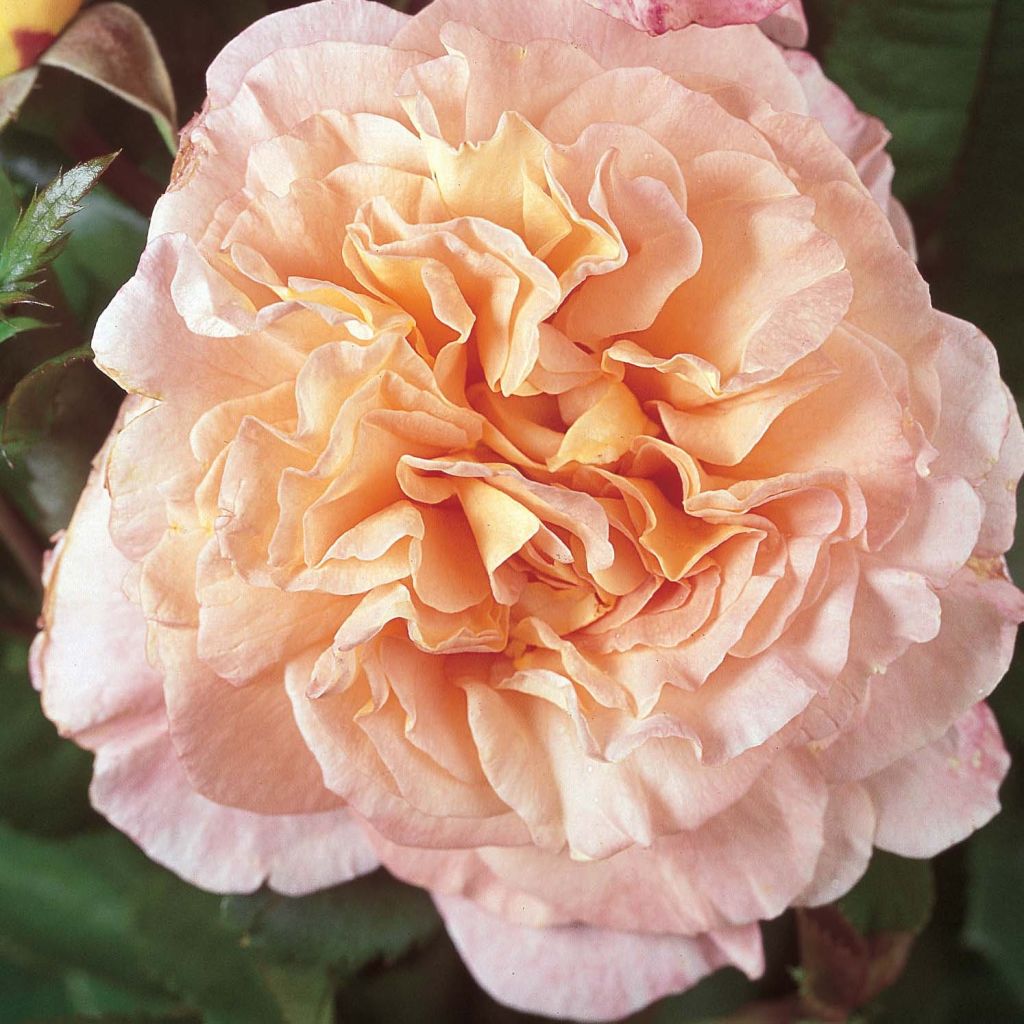 Rosa Les Années Folles Fox Trot