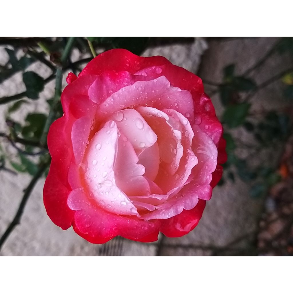 Rosa Les Années Folles La Garçonne