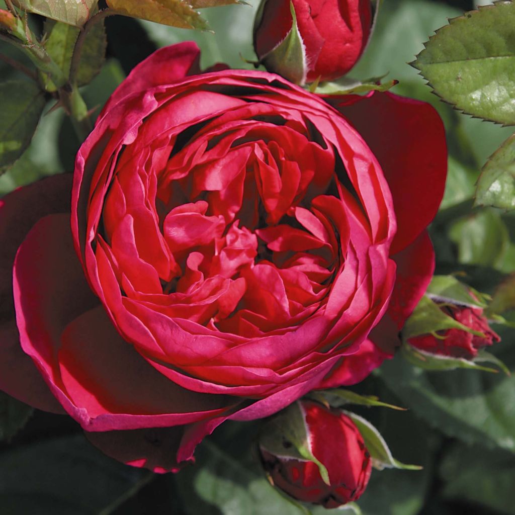 Rosa Les Années Folles Trocadéro