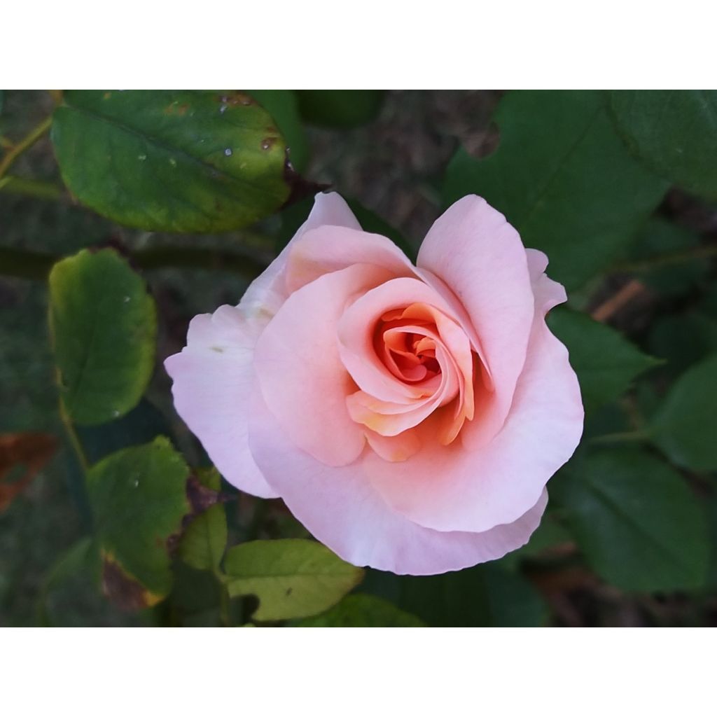 Rosa Michele Meilland - Rose ibrida di tea