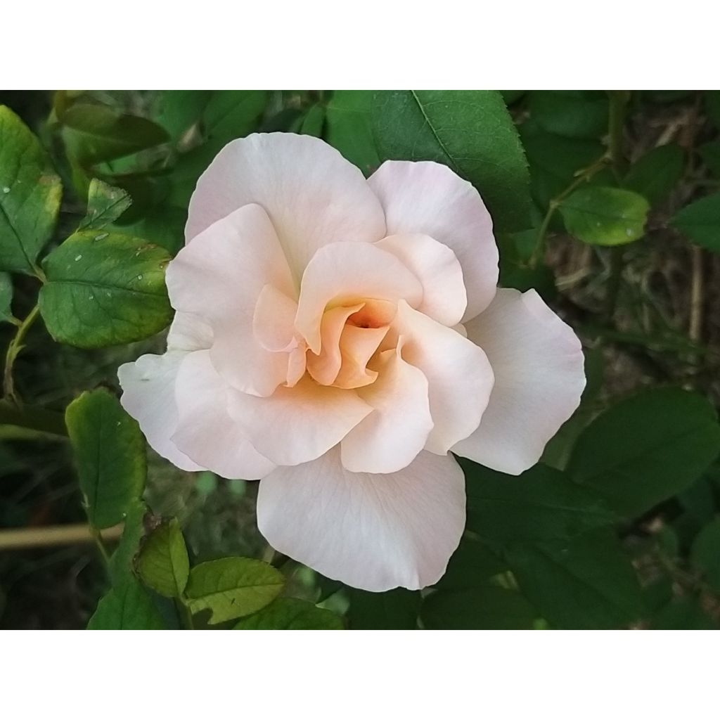 Rosa Michele Meilland - Rose ibrida di tea