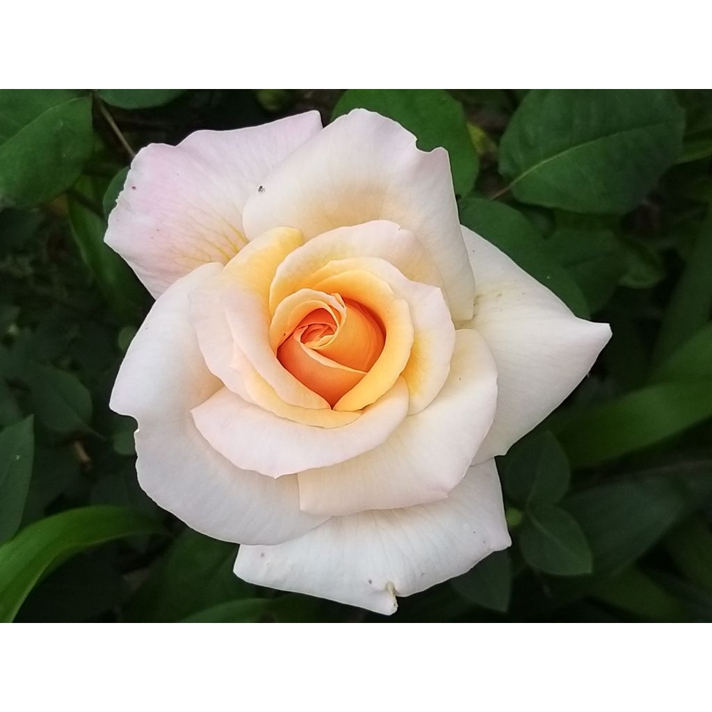 Rosa Michele Meilland - Rose ibrida di tea