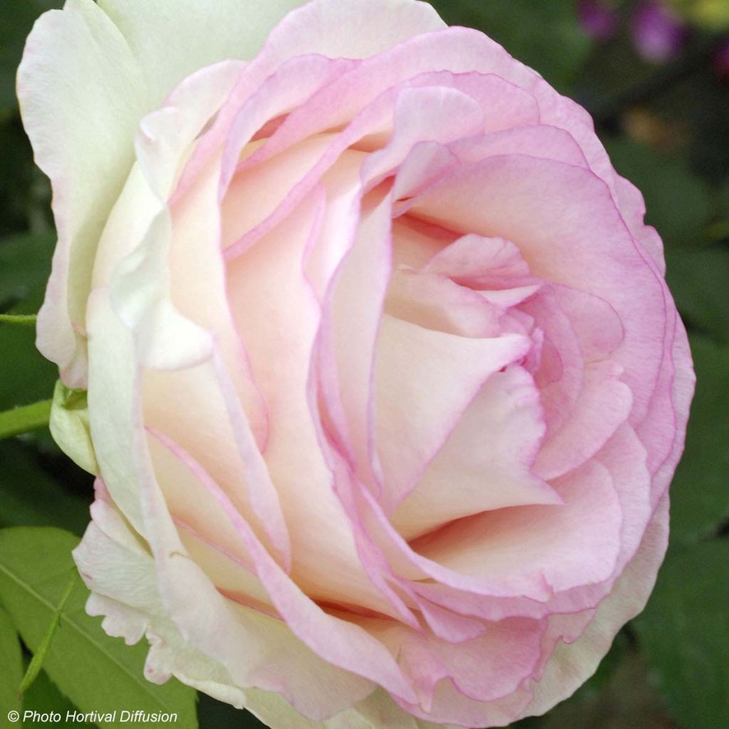 Rosa Moonstone - Rose ibrida di tea