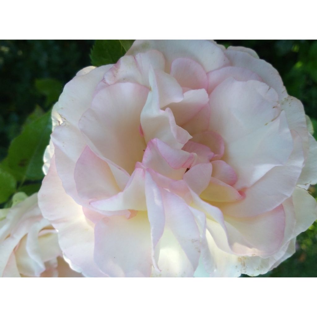 Rosa Moonstone - Rose ibrida di tea