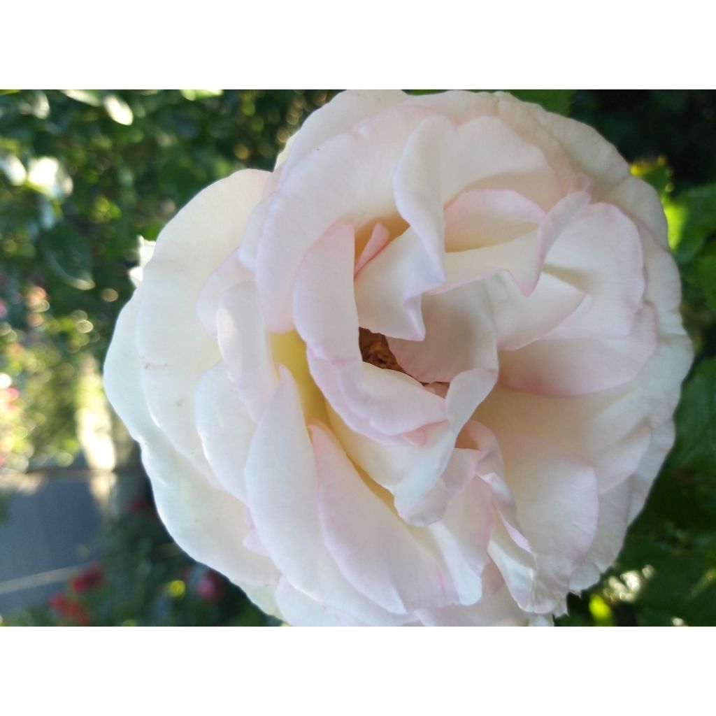 Rosa Moonstone - Rose ibrida di tea