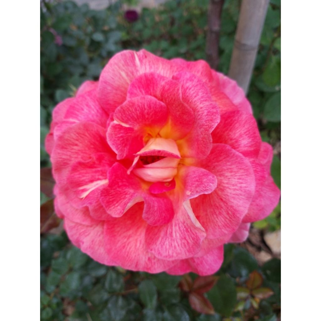 Rosa Parfum de Grasse - Rose ibrida di tea