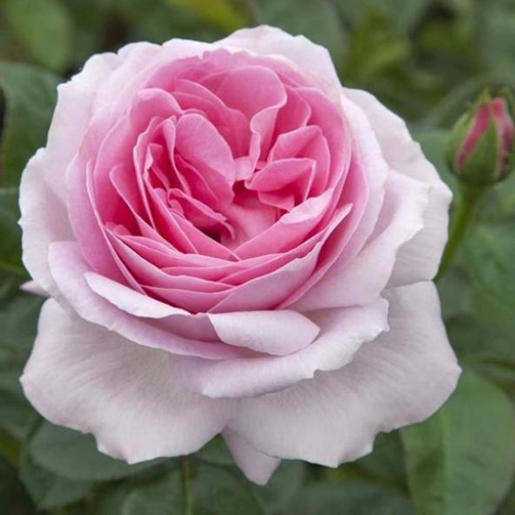 Rosa Pink Eureka - Rose ibrida di tea