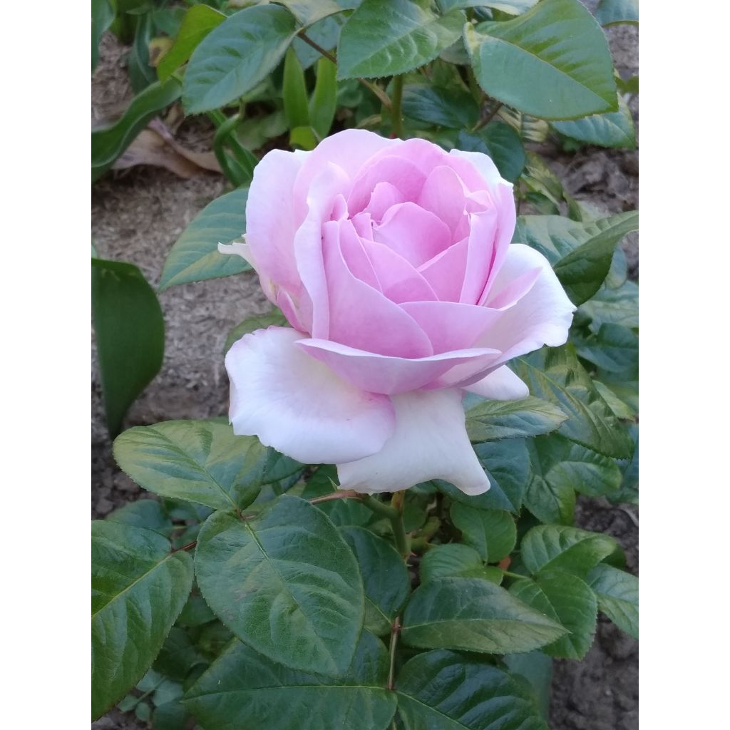 Rosa Pink Eureka - Rose ibrida di tea