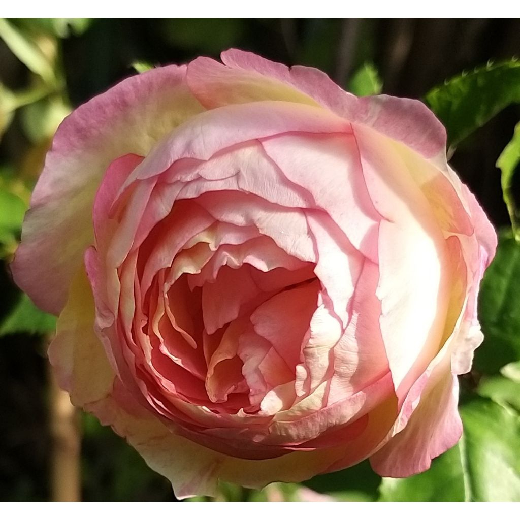 Rosa Pink Paradise - Rose ibrida di tea