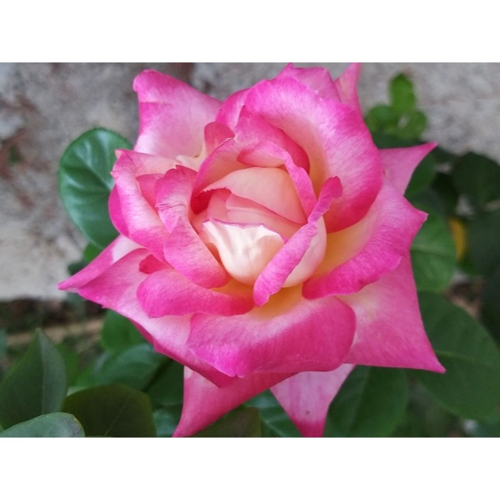 Rosa Oriental Peace - Rose ibrida di tea