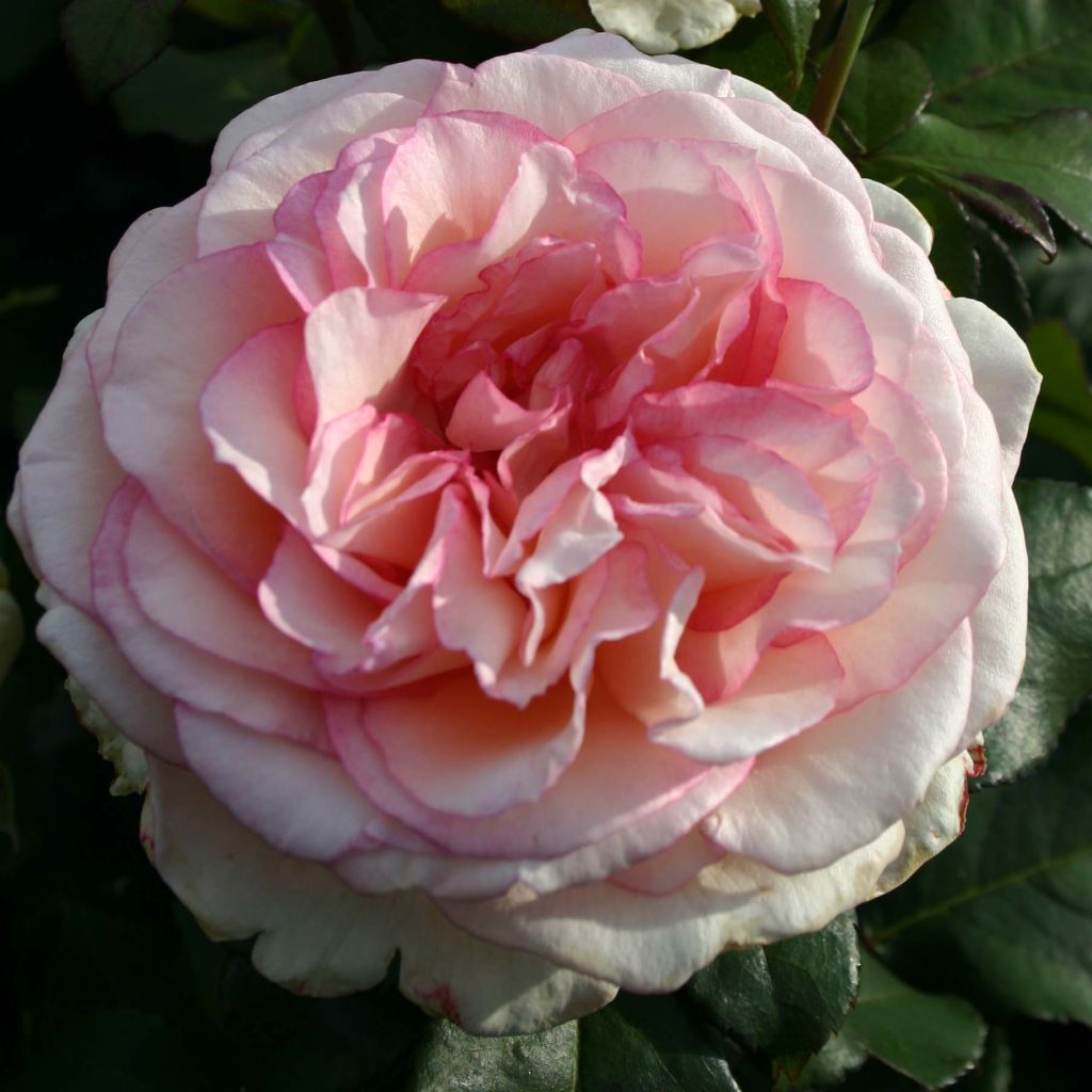 Rosa Souvenir de Baden-Baden - Rose ibrida di tea