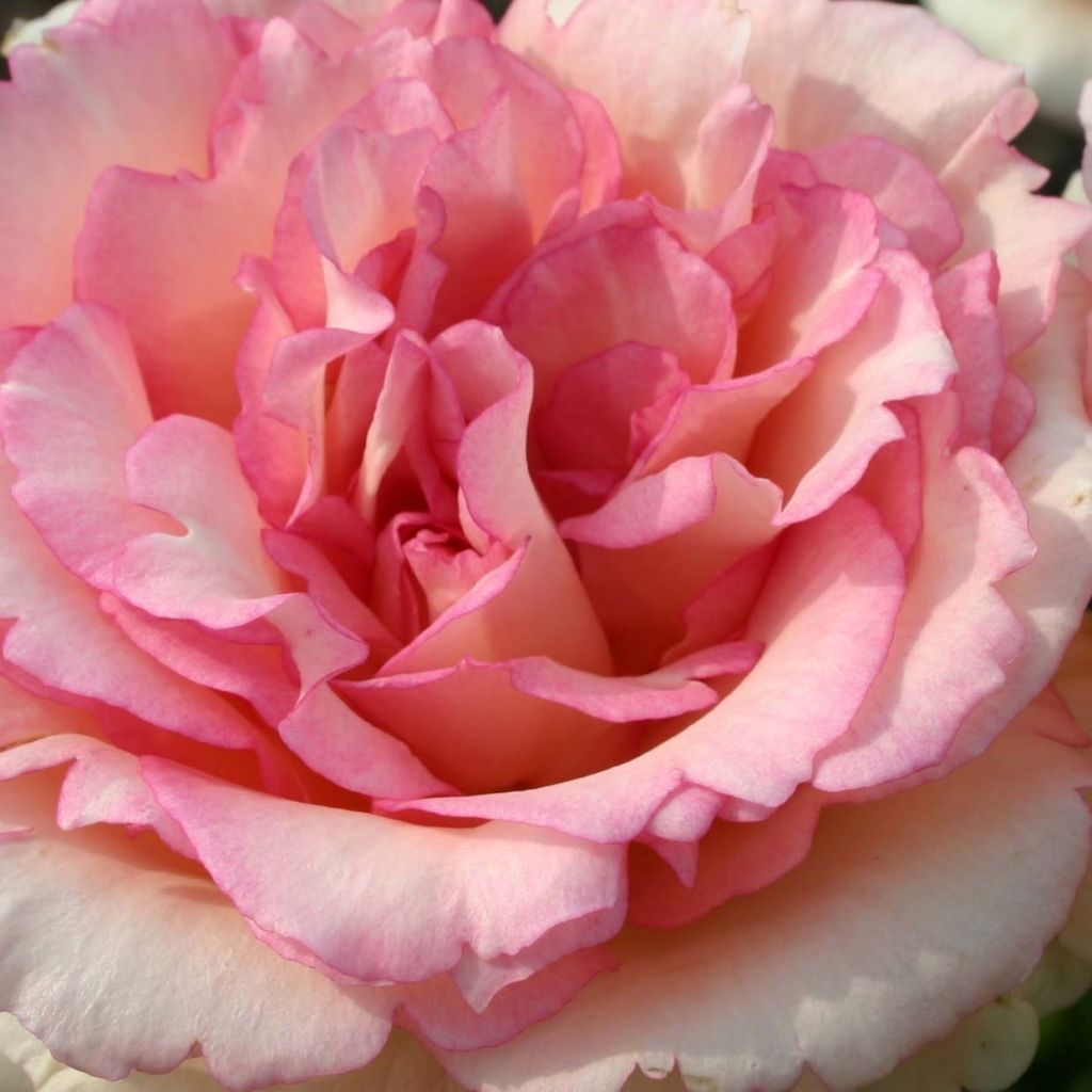 Rosa Souvenir de Baden-Baden - Rose ibrida di tea