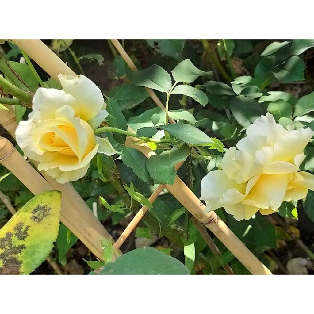 Rosa Sunny Sky - Rose ibrida di tea