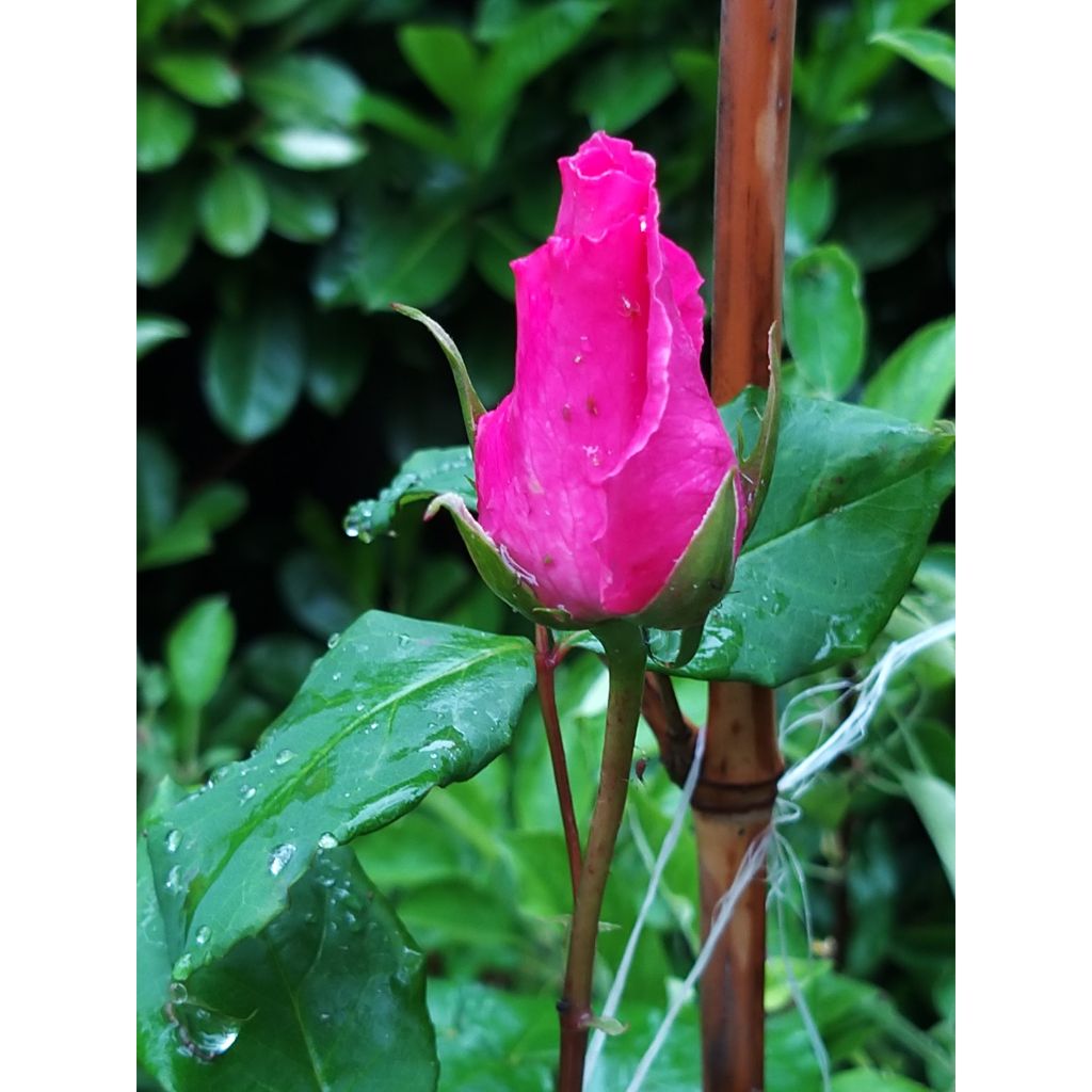 Rosa The McCartney Rose - Rose ibrida di tea