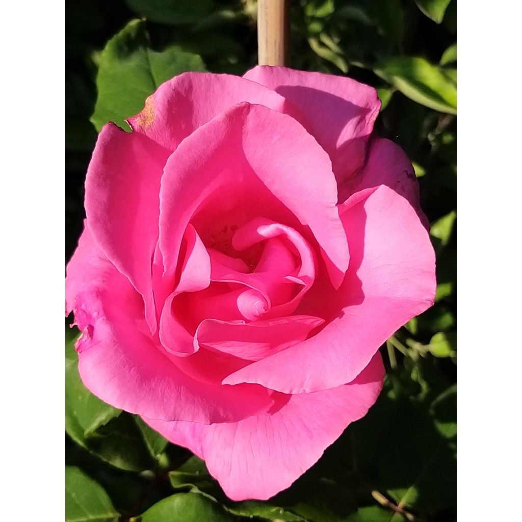 Rosa The McCartney Rose - Rose ibrida di tea