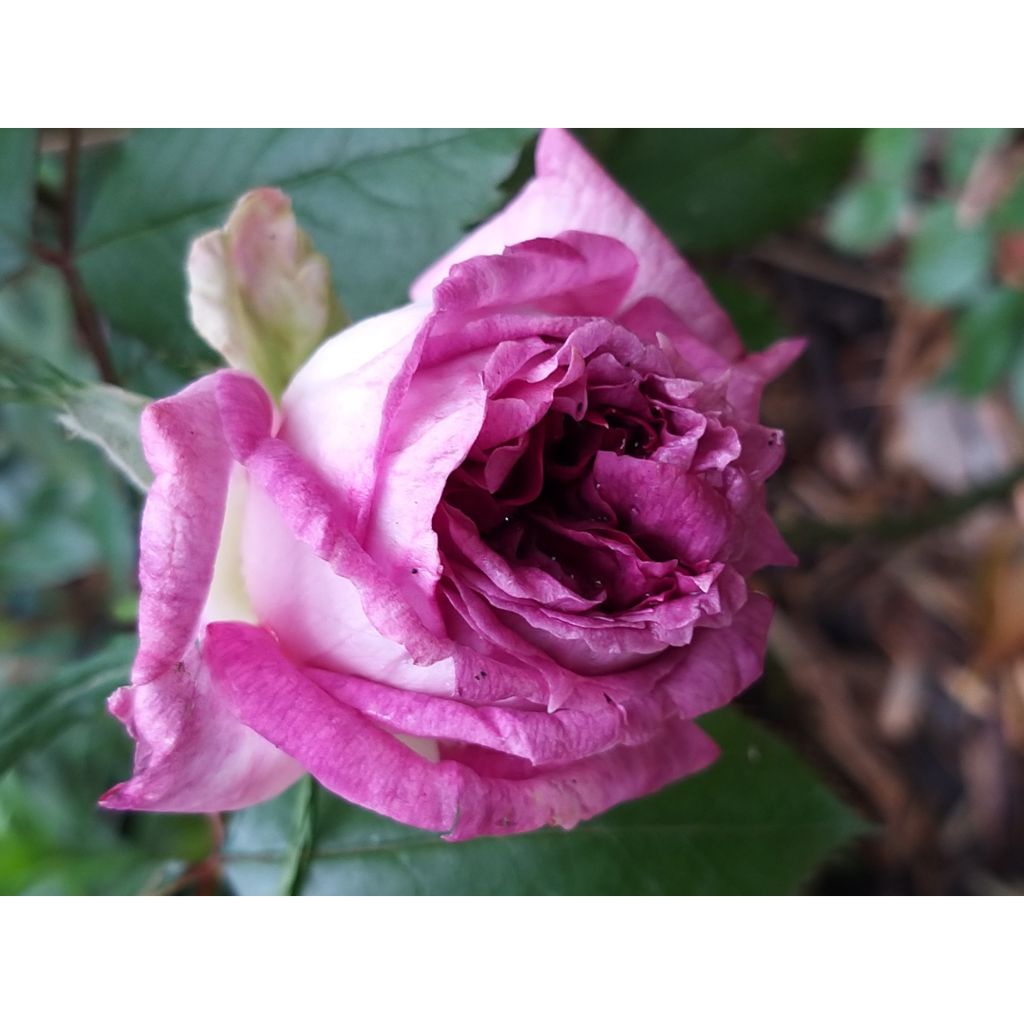 Rosa Thierry Marx - Rose ibrida di tea