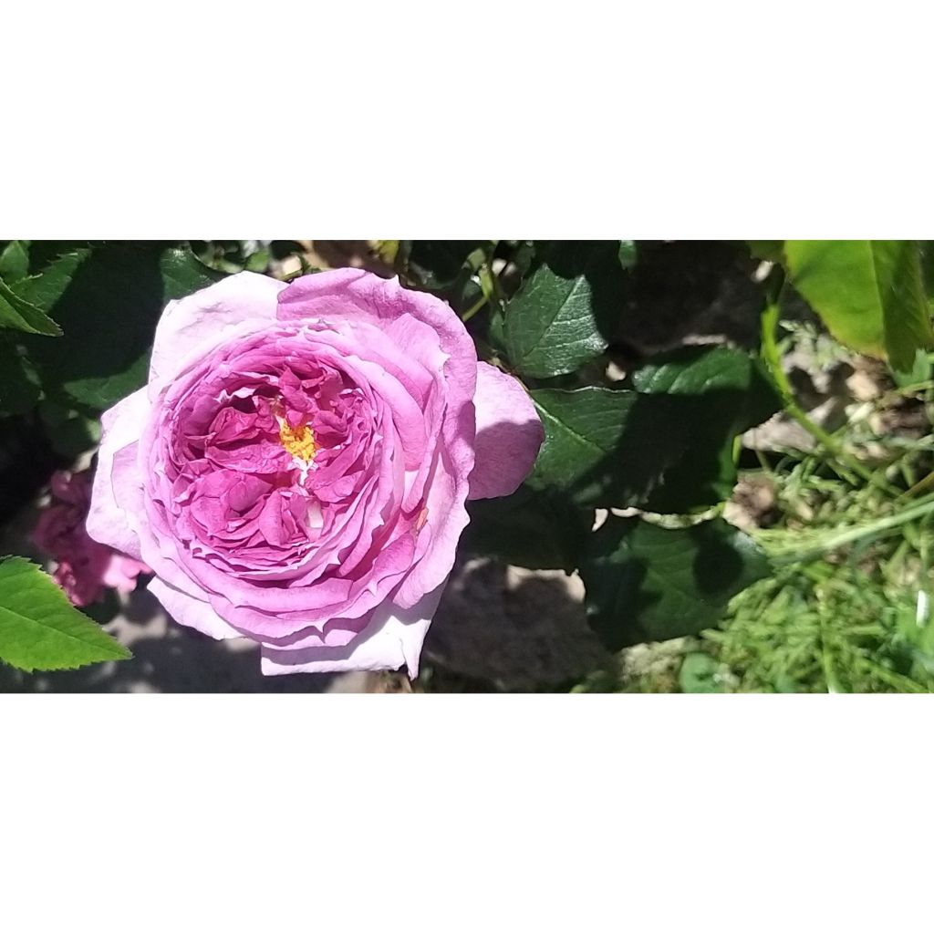 Rosa Thierry Marx - Rose ibrida di tea