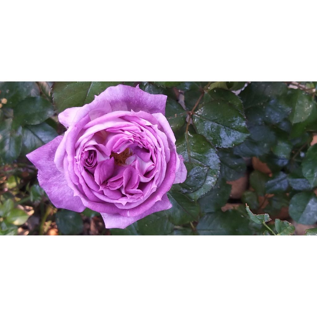 Rosa Thierry Marx - Rose ibrida di tea