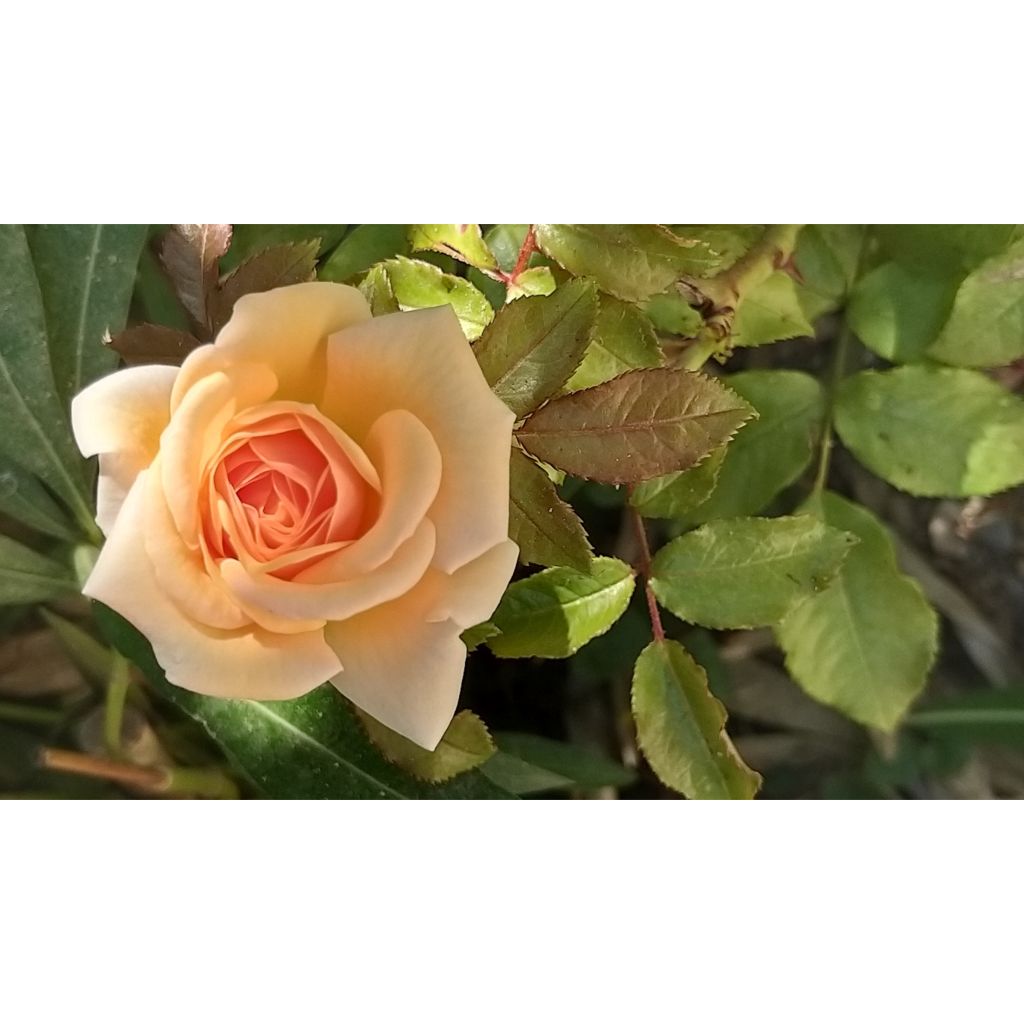 Rosa polyantha Sweet Honey