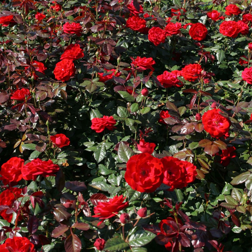 Rosa floribunda The Times