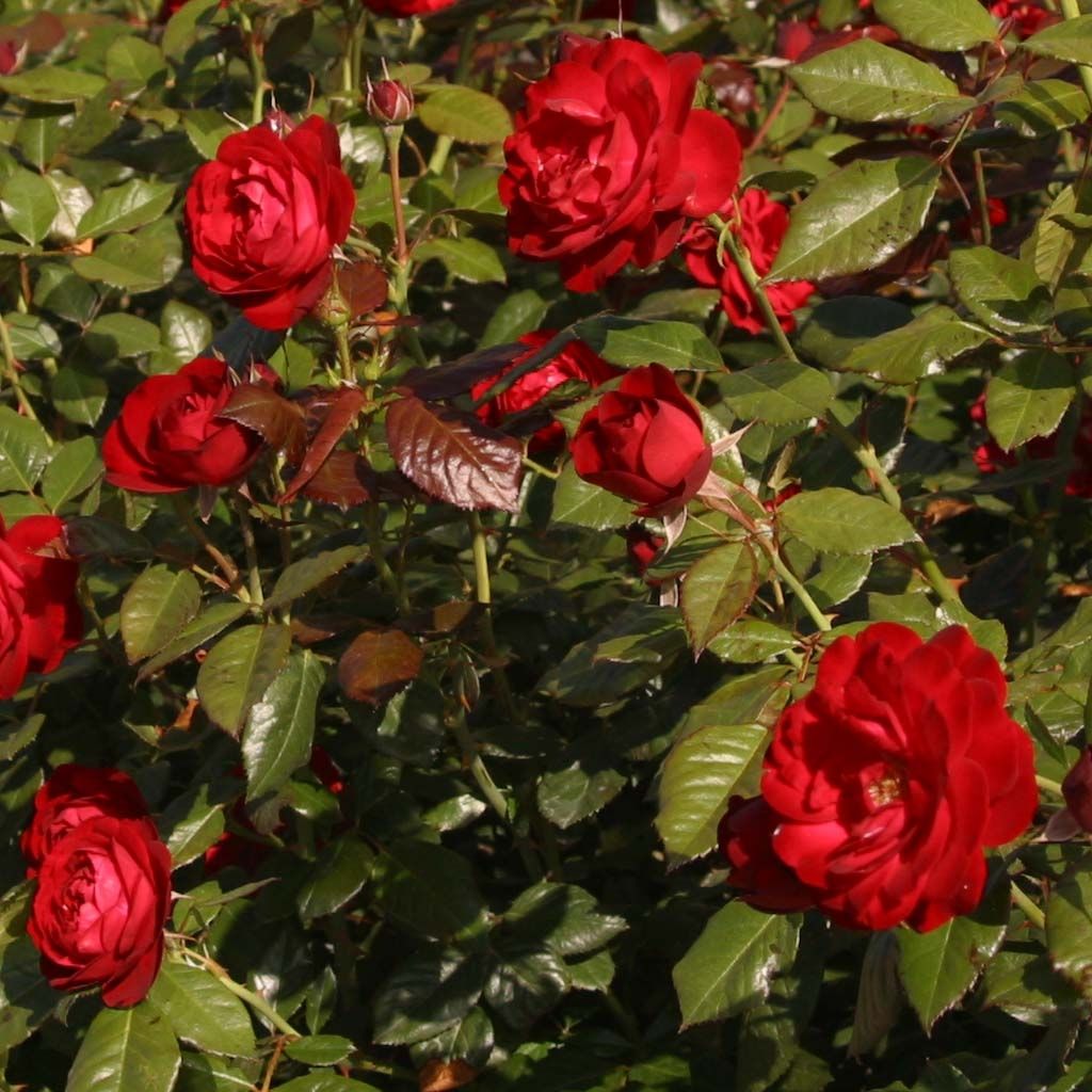 Rosa floribunda The Times