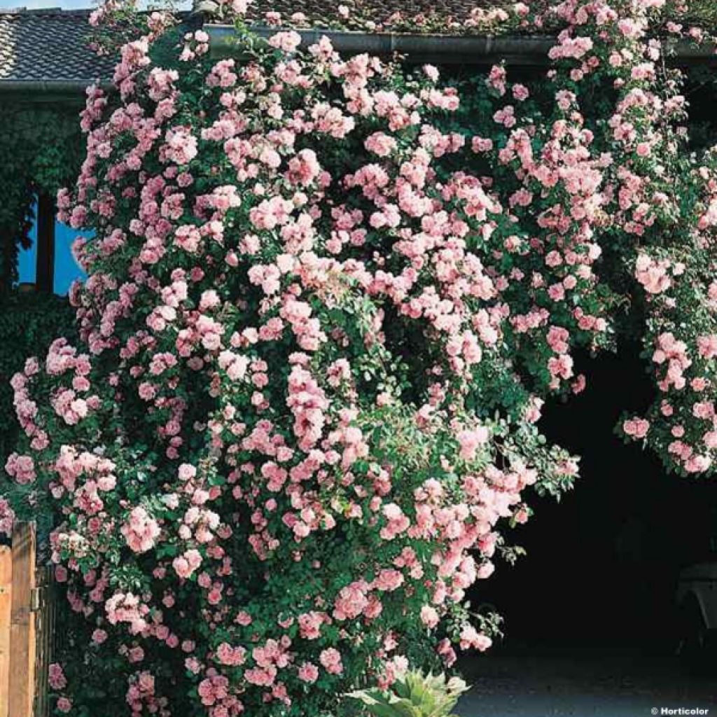 Rosa wichuraiana Albertine - Rosa rampicante